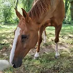 Pine Cottage- 5 Minutes Francorchamps - Charme -piscine-calme-jardin Sart (Liege)