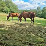 Pine Cottage- 5 Minutes Francorchamps - Charme -piscine-calme-jardin Daire