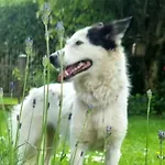 Pine Cottage- 5 Minutes Francorchamps - Charme -piscine-calme-jardin