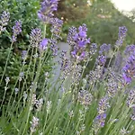 Daire Pine Cottage- 5 Minutes Francorchamps - Charme -piscine-calme-jardin *